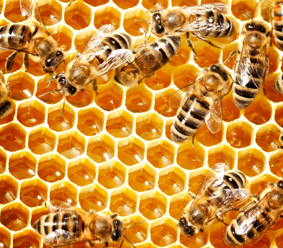 National Honeybee Day