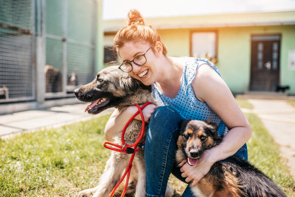 Young adult woman working and playing with adorable dogs in animal shelter