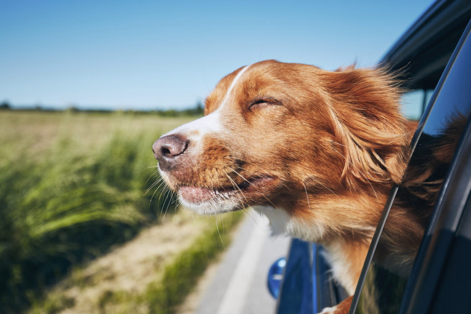 Dog travel by car