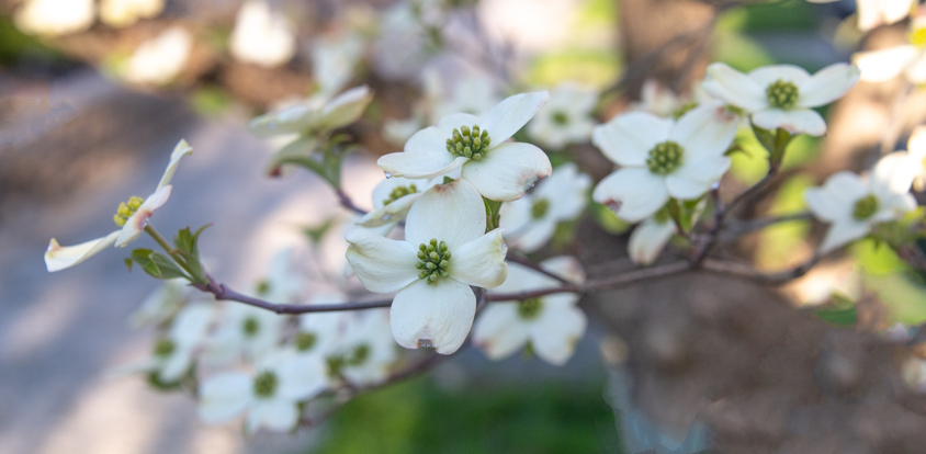 Spring Dogwood Tree