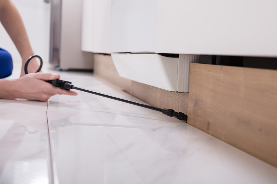 Close-up Of A Pest Control Worker's Hand Spraying Pesticide On Wooden Cabinet