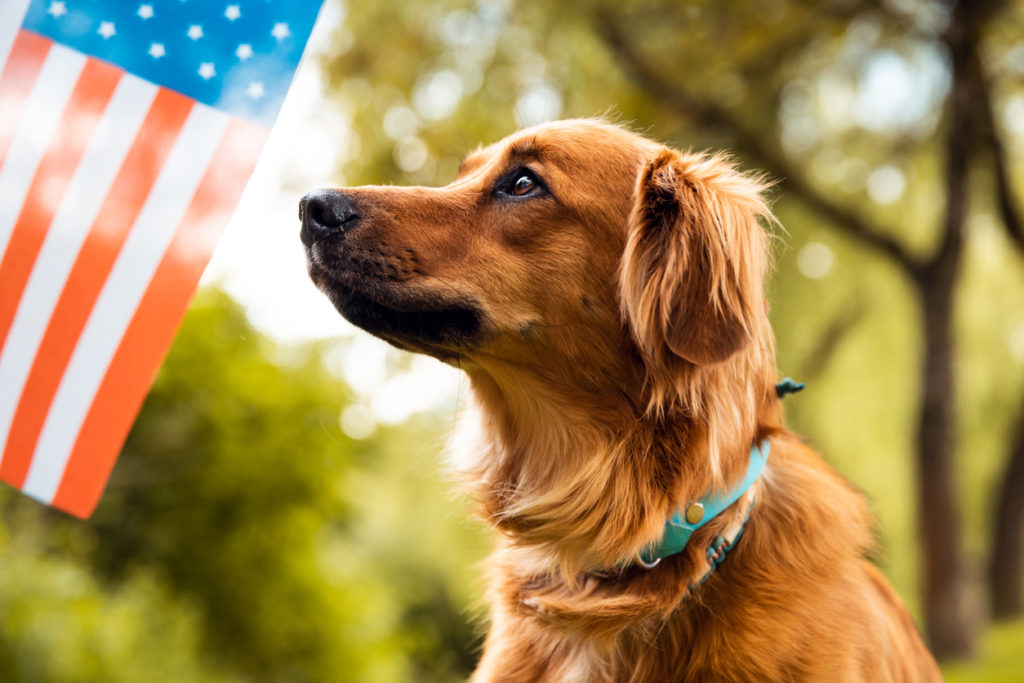 dog sitting and looking to American flag