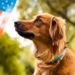 Make Your Pet A Safety Plan For The Farmville 4th of July Celebration